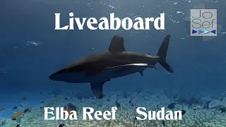 Diving Elba Reef & Sudan | Liveaboard Royal Evolution | Egypt 2023