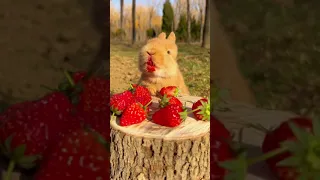 Очень милый кролик ест клубнику / Very cute rabbit eats strawberries #shorts #rabbit #cute