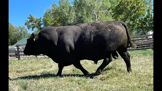 How to select a bull for grass-fed production - Herd Quitter Minute