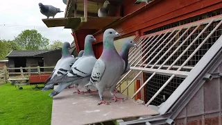 Racing Pigeons, young birds trapping 2015