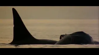 Orca (1977)   -  The last way of killer whale -  Ennio Morricone / Michael Anderson