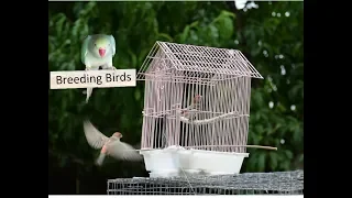 Awesome Quick Bird Trap Using a cage (That Work 100%) (of course they will be released)