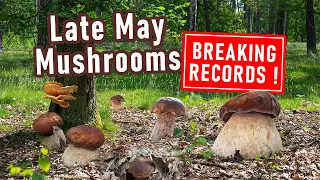 RECORD-BREAKING Mushroom Hunting in May - First ceps - Boletus edulis, Boletus reticulatus - Porcini