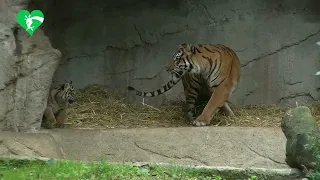 Kala, la tigrotta del Bioparco di Roma, da oggi è visibile al pubblico