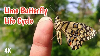 Lime Butterfly Life Cycle in 4k | Papilio Demoleus