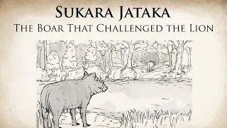 The Boar That Challenged The Lion | Sukara Jataka | Animated Buddhist Stories