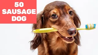 50 Funniest Moments of Sausage Dog 2020