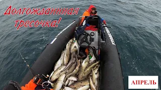 УДАЧНОЕ ОТКРЫТИЕ СЕЗОНА МОРСКОЙ РЫБАЛКИ / SUCCESSFUL OPENING OF THE SEA FISHING SEASON