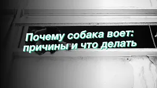 Почему собака воет: причины и что делать