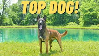 MY BEST BELGIAN MALINOIS pt2!! POND PARTY!! ANDY KRUEGER