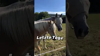 Die letzten schönen sonnigen Tage genießen ☀️☀️