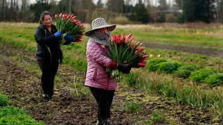 With Pike Place closed, Hmong flower farmers call on generations of resilience