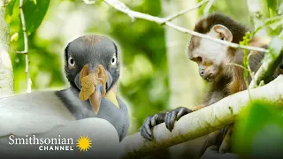 A Capuchin Alpha Bravely Charges Towards a Vulture 🪶 Into the Wild Colombia | Smithsonian Channel