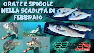 PESCASUB-Orate e Spigole nella Scaduta di Febbraio|SPEARFISHING-Seabreams and Seabasses in Winter