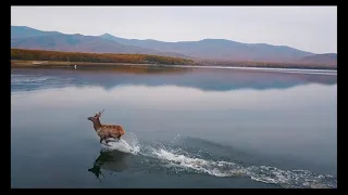 В горах Сихотэ Алиня  муз  А  Трущелев