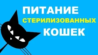 Питание стерилизованных кошек: советы по выбору корма