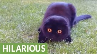 Cute cat gives hilarious facial expressions