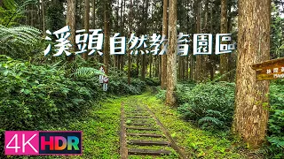 Forest Walk - Xitou Nature Eduction Area｜溪頭自然教育園區｜4K HDR Dolby Vision｜iPhone 13 Pro杜比視界