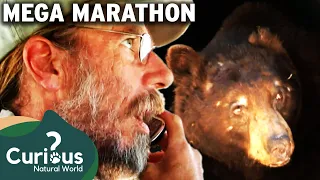 Bear Wrangler Steve Searles Saves Terrified Locals | Full Episodes | Curious?: Natural World