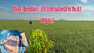 Bón phân rước hạt giai đoạn đỏ đuôi cho lúa om18 hè thu