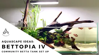 Aquascape Ideas: Bettopia IV simple betta community tank, no CO2, easy aquarium setup & maintenance