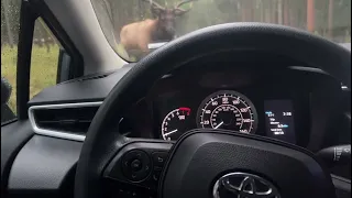 Bull Elk ramming car in Yellowstone @granolachomper @GrandTetonNPS