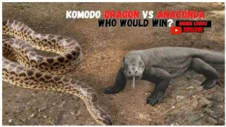 Can Komodo Dragons kill Python #short #animal #shortvideo #komododragon