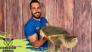 Tortuga Mordedora | Tortuga lagarto | Sus cuidados básicos como mascota.