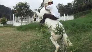 Cavalo Andaluz de nome Olivos adestrado para show horse.