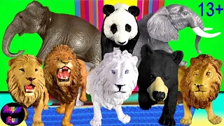 Big Cat Week 2020 NEW Lions Wild Animals White Lion Elephant Panda and Black Bear 13+