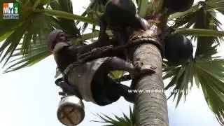 Palm Wine | Thati Kallu | Borassus flabellifer Juice street food