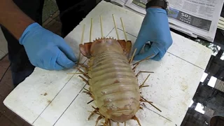 Giant Isopod. Making a display specimen.