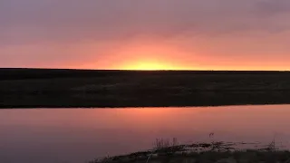 "А зори здесь..." Охота на гуся в Саратовской области