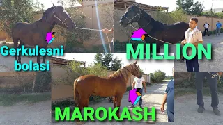 #MAROKASH, MILLION, GERKULES BOLASI, XAMIDULLA AKANI MASHXUR TULPORLARI, NAMANGAN TO'RAQO'RG'ON,