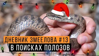 Ловим ПОЛОЗОВ в Жигулевском заповеднике — Дневник змеелова #13 / Змеелов - ученый