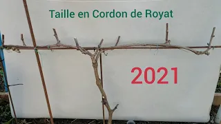 Comment tailler la vigne ? ( Taille en Cordon de Royat ) 2021