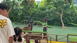 Visiting the new KidzWorld @ the Singapore Zoo (opened Oct 2023) Part 2 (Petting zoo and playground)