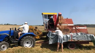 Молотимо пшеницю. Massey Ferguson -186 з жаткою від sampo та саморобна січкарня