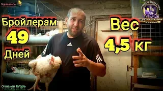 Бройлерам 49 Дней Вес 4,5 кг Содержание в Клетках.