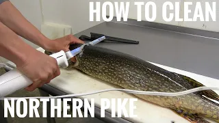 NORTHERN PIKE: How to get 5 boneless fillets