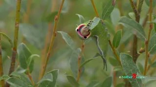 Hermelinskåbe, Cerura vinula - Puss moth - Gabelschwanz