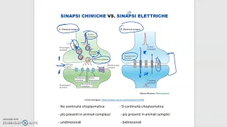 Sinapsi chimiche vs. sinapsi elettriche