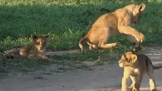 WE SafariLive- Playtime for the Nkuhuma lion cubbies!