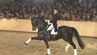 8 years old Totilas & Edward Gal stallion show 2008