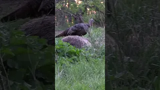 Gobbler Walks Within 3 yards!! Takes "Don't Move" To A Whole New Meaning #turkeyseason24 #mossyoak