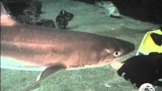 Feeding Sharks