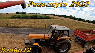 Żniwa 2020 - Pierwszy Wjazd W Pszenżyto - Niedżwiedź W Transporcie