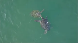 Guinée-Bissau : l'archipel des Bijagos, un sanctuaire de biodiversité à protéger • FRANCE 24