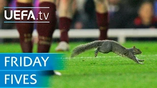 Dogs, cats and squirrels on the pitch: 5 animal pitch invaders