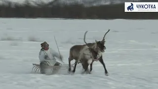 Гонки оленеводов на празднике "Эракор"